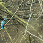 20120320 Eisvogel Ostbecken Hengsteysee