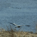 20120316 Graureiher Ostbecken Hengsteysee