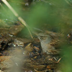 20120328 Heckenbraunelle Quambusch