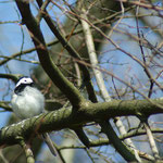 20120320 Bachstelze Hengsteysee Ostbecken