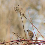 20120306 Heckenbraunelle Quambusch Haspe