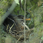 20120401Amsel im Nest Haspe Quambusch