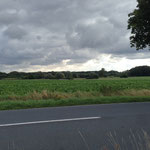 Wiesen und Weiden bei Köchingen Bild 4 24.8.2014 