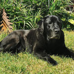 FC Galaxy Star "Louis" - 25.06.2023 - 10 1/2 Jahre