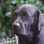 Faithful Connection Rose In Black *Lisa* 3 3/4 Jahre alt