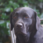 Faithful Connection Rose In Black *Lisa* 3 3/4 Jahre alt