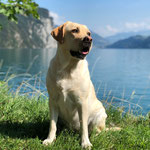 FC Golden Rose *Maggie* - 18.08.2018