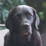 Faithful Connection Miss Moe *Moe* 6 3/4 Jahre alt