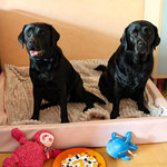 Faithful Connection Violet Star Lizzy & Junior´s Typical Quanja