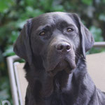 Faithful Connection Star In Heaven *Heaven* 2 3/4 Jahre alt