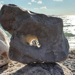 Faithful Connection Morning Star *Karlsson*  30.09.2025