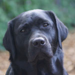 Faithful Connection Star In Heaven *Heaven* 2 3/4 Jahre alt