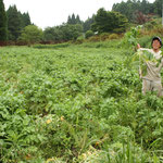 onelove初の　たくさん出荷した野菜＾＾ぜーんぶ大根です！