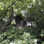 Anciennes douves de l'enceinte chiévroise et tour factice du XIXe siècle (photo Emilie Nisolle)