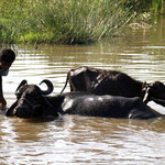 la toilette des buffles