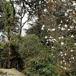 trek de Dzongri, magnolias en fleurs