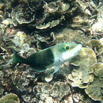 Zweifarbenbanner-Lippfisch