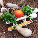 Meerschweinchen Hobby Club Hamburg