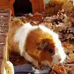 Meerschweinchen Hobby Club Hamburg