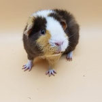 Meerschweinchen Hobby Club Hamburg