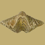 Platystrophia dentata, Mittl. Ordovizium, Estland, B=23mm