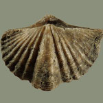 Mucrospirifer consobrinus, Mittl. Devon, Erie Co., New York