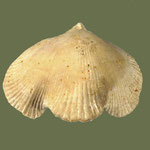 Cyclothyris vespertilio, Ob. Kreide (Santon), Cangey, Indre et Loire, Frankreich, B=31mm