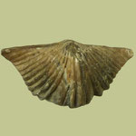 Platystrophia cypha cypha, Ob. Ordovizium, Weisburg, Indiana, B=31mm
