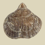 Notosaria nigricans, rezent, Foveaux Strait, Neuseeland, B=14mm