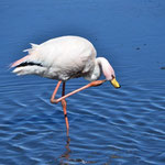 Hunderte von Flamingos tummeln sich an den Lagunen