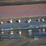 Hunderte von Flamingos tummeln sich an den Lagunen