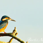 Eisvogel an der Weser September 2016