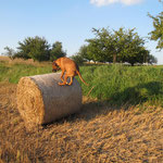 ...sondern auch Strohballen-Hopsen gemacht