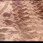 Flatback turtle tracks (hatchling and adult)