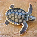 Flatback turtle hatchling