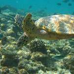 Adult hawksbill feeding on a sponge