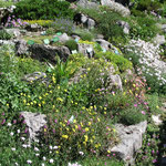 Der Bad Ausseer Alpengarten beherbergt auf 12.000 m² ca. 2000 Arten von Alpenpflanzen, Stauden und Gehölzen sowie pflanzliche Raritäten aus aller Welt.