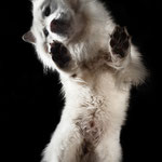 ein tierisch cooles Shooting im Studio