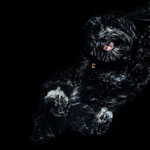 ein tierisch cooles Shooting im Studio