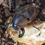 0.1 Xylotrupes sumatrensis sumatrensis