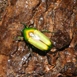 Chlorocala africana smaragdina