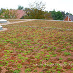 Dachbegrünung  Garten- und Landschaftsbau Gröne 8 Monate nach Sprosseneinsaat extensive Begrünung