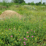 Garten- und Landschaftsbau Gröne Gebäudebegrünung Dachbegrünung Hallendach Auburgquelle  Wagenfeld Biodiversitätsdach Foto: Daniel Jeschke