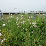Garten- und Landschaftsbau Gröne Gebäudebegrünung Dachbegrünung Hallendach Auburgquelle  Wagenfeld Biodiversitätsdach Foto: Daniel Jeschke