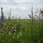 Garten- und Landschaftsbau Gröne Gebäudebegrünung Dachbegrünung Hallendach Auburgquelle  Wagenfeld Biodiversitätsdach Foto: Daniel Jeschke