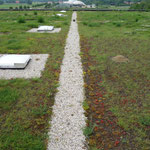 Garten- und Landschaftsbau Gröne Gebäudebegrünung Dachbegrünung Hallendach Auburgquelle  Wagenfeld Biodiversitätsdach Foto: Daniel Jeschke