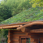 Dachbegrünung  Garten- und Landschaftsbau Gröne Blockhaus mit Sedum Gründach