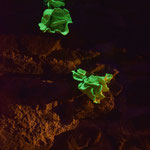 Luciferase