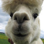 Unser Alpaka "Landro"