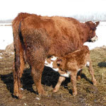 cow and calf